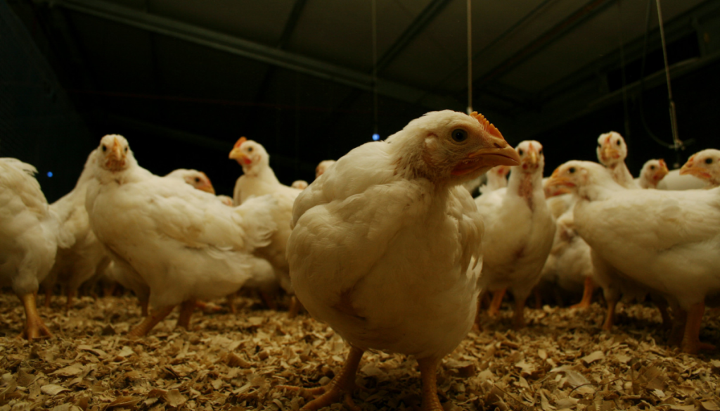 pollos avicola senasa gripe aviar