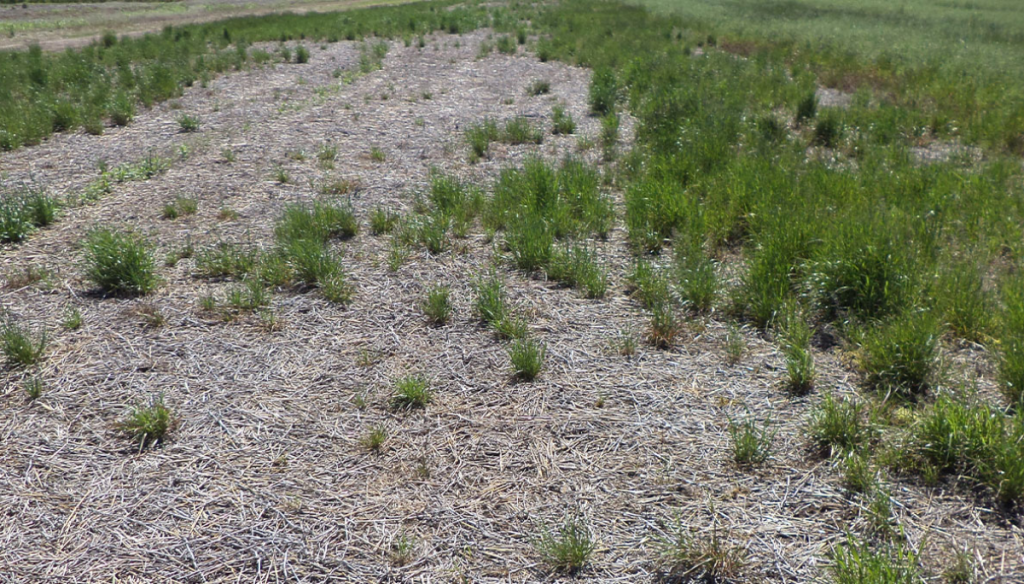 raigras maleza aapresid