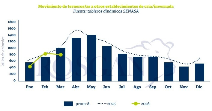 Retención y recría: los números del primer trimestre confirman el cambio de estrategia ganadera 1 rosgan 1