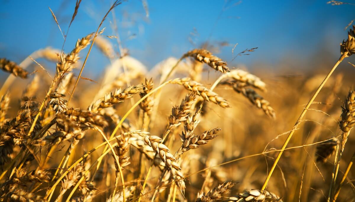 wheat field 2026 03 26 04 48 56 utc