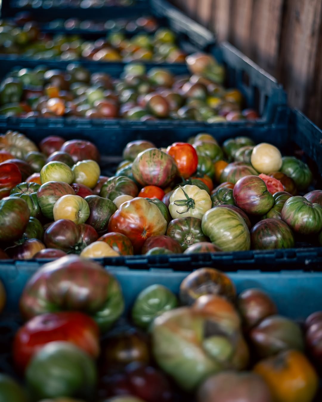 Tomates "Fórmula 1": Don Pacho, la huerta de dos generaciones que deslumbró a Franco Colapinto 4 Aunque el 90 de estos envios se concentra entre Buenos Aires y la zona norte tambien llegan a Mendoza Cordoba Rosario Santa Fe Bariloche y otros lugares. Foto Martin Lovaiza