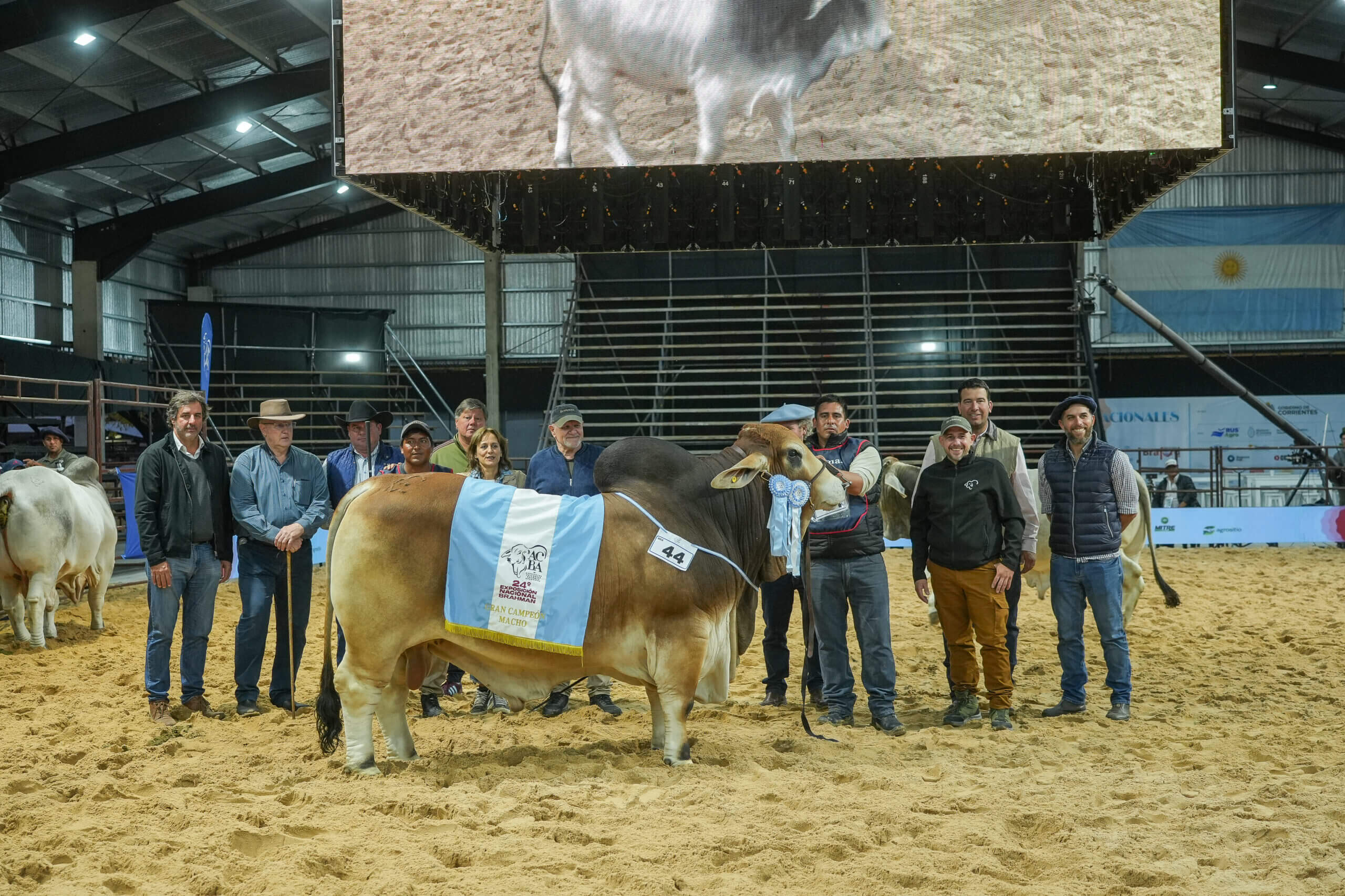 Descargar foto Gran Campeon Macho Cabana Los Yeyos
