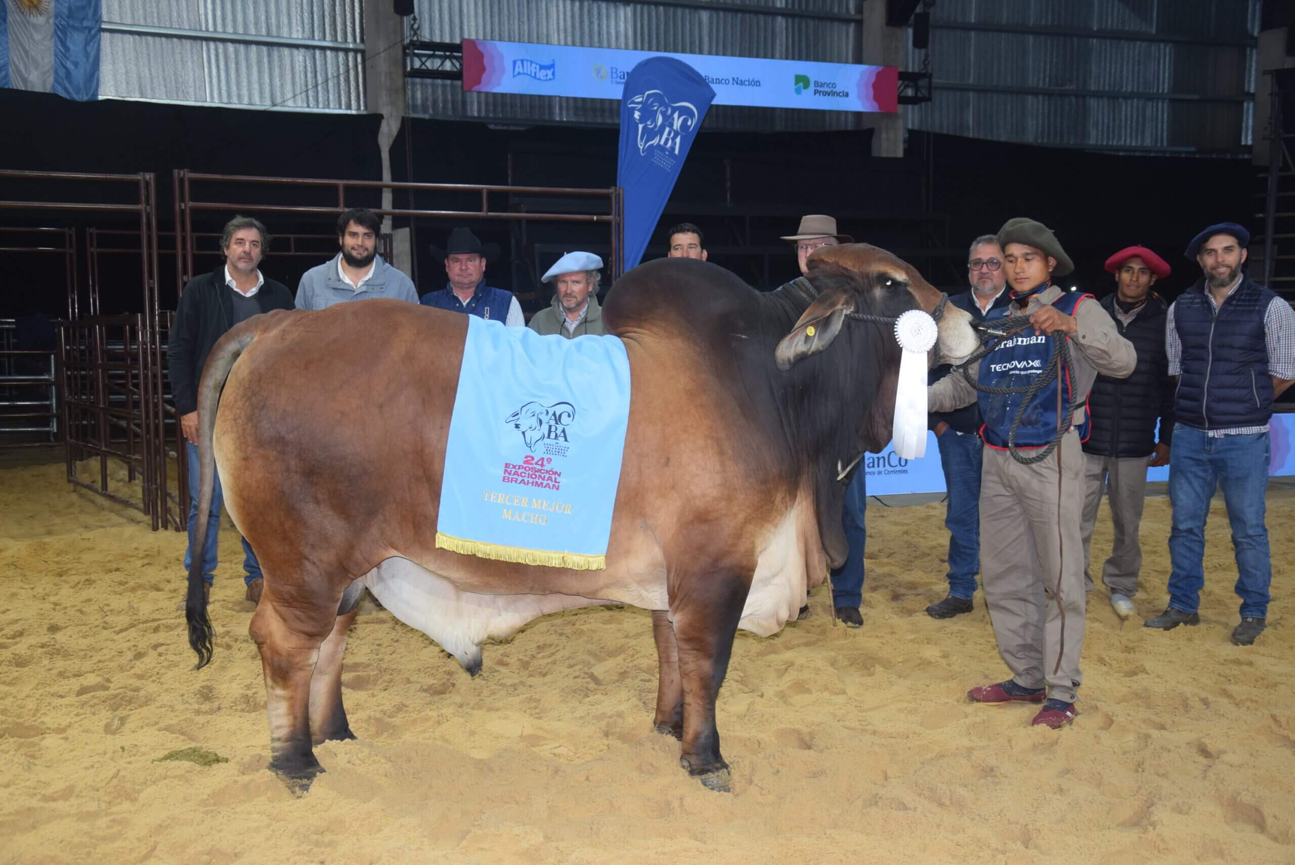 Descargar imagen de Tercer Mejor Macho Cabana Achalay