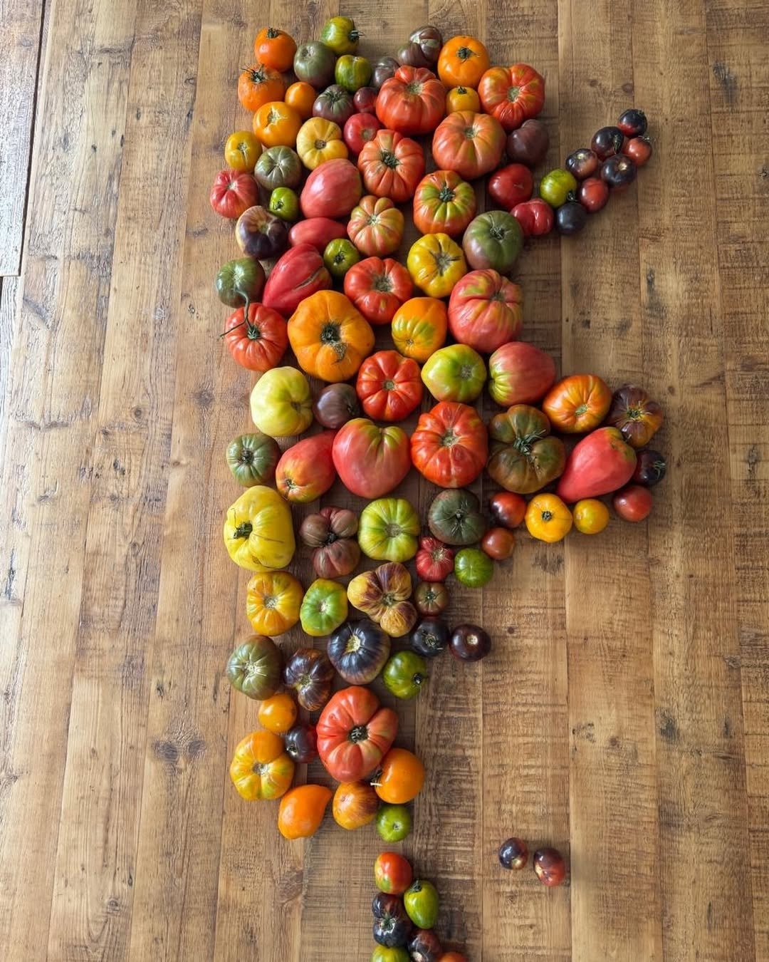 Tomates "Fórmula 1": Don Pacho, la huerta de dos generaciones que deslumbró a Franco Colapinto 5 Don Pacho Produccion @donpachoproduccion