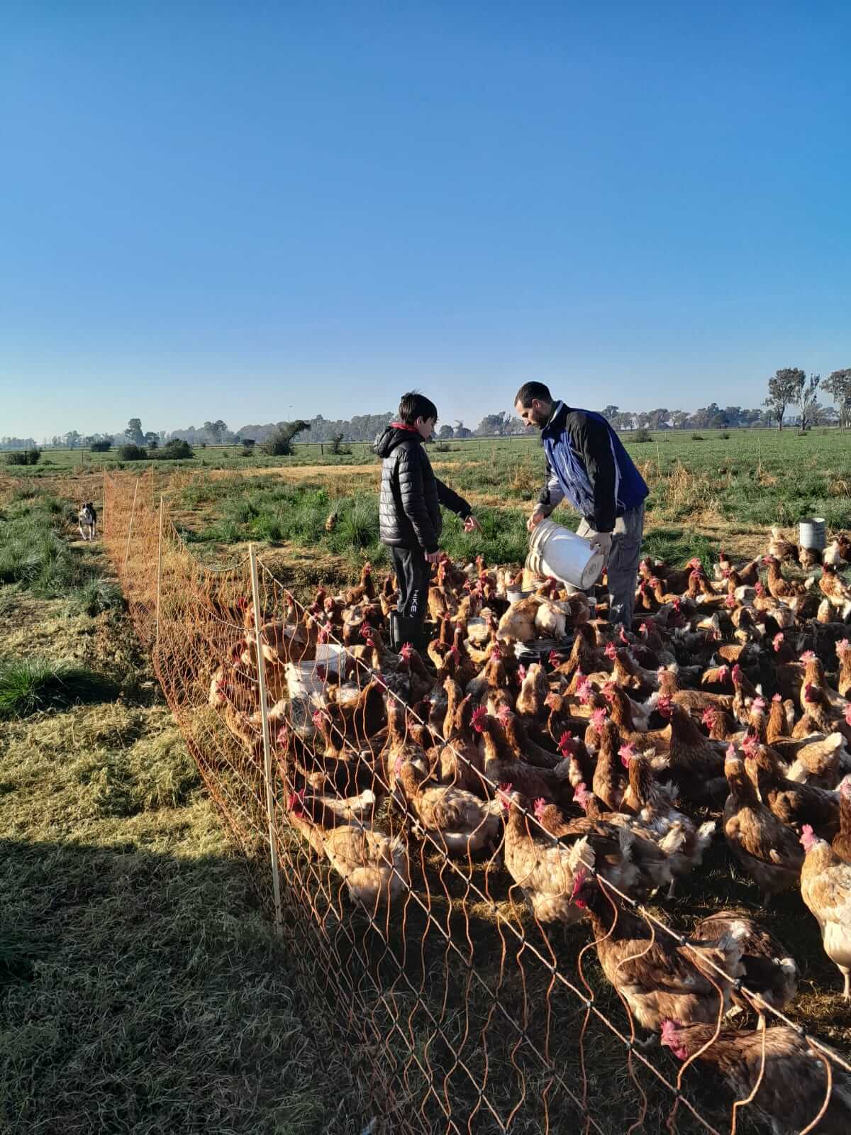 Gallinas ponedoras huevos