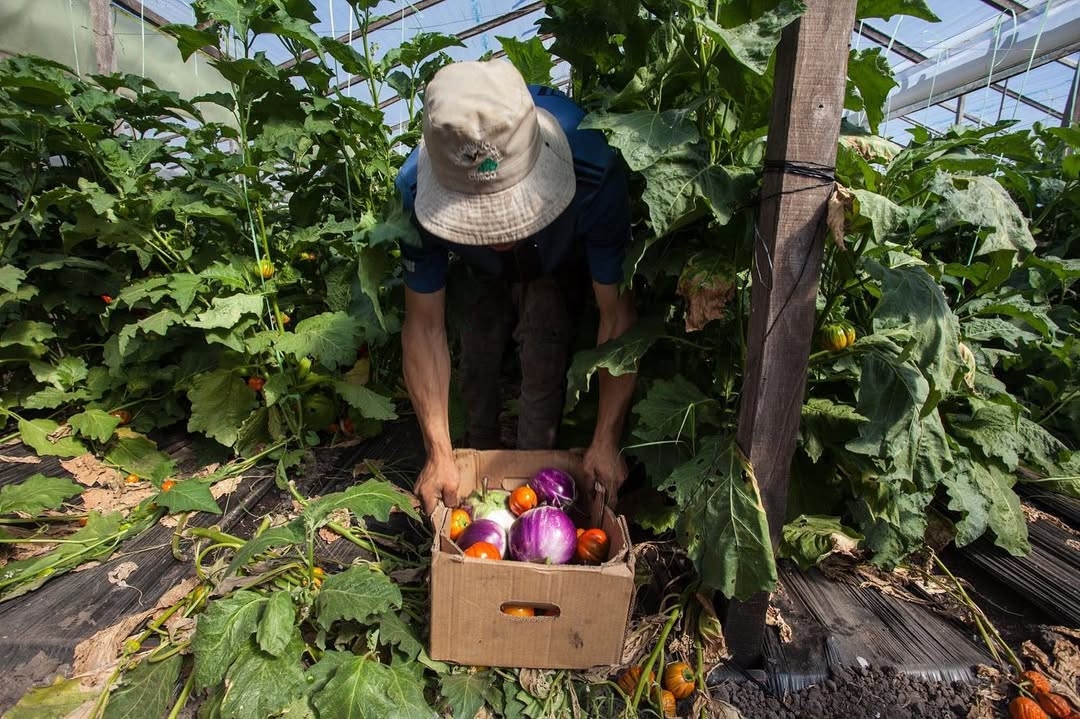 La cantidad de productores varia segun la estacion. Corte Comedor