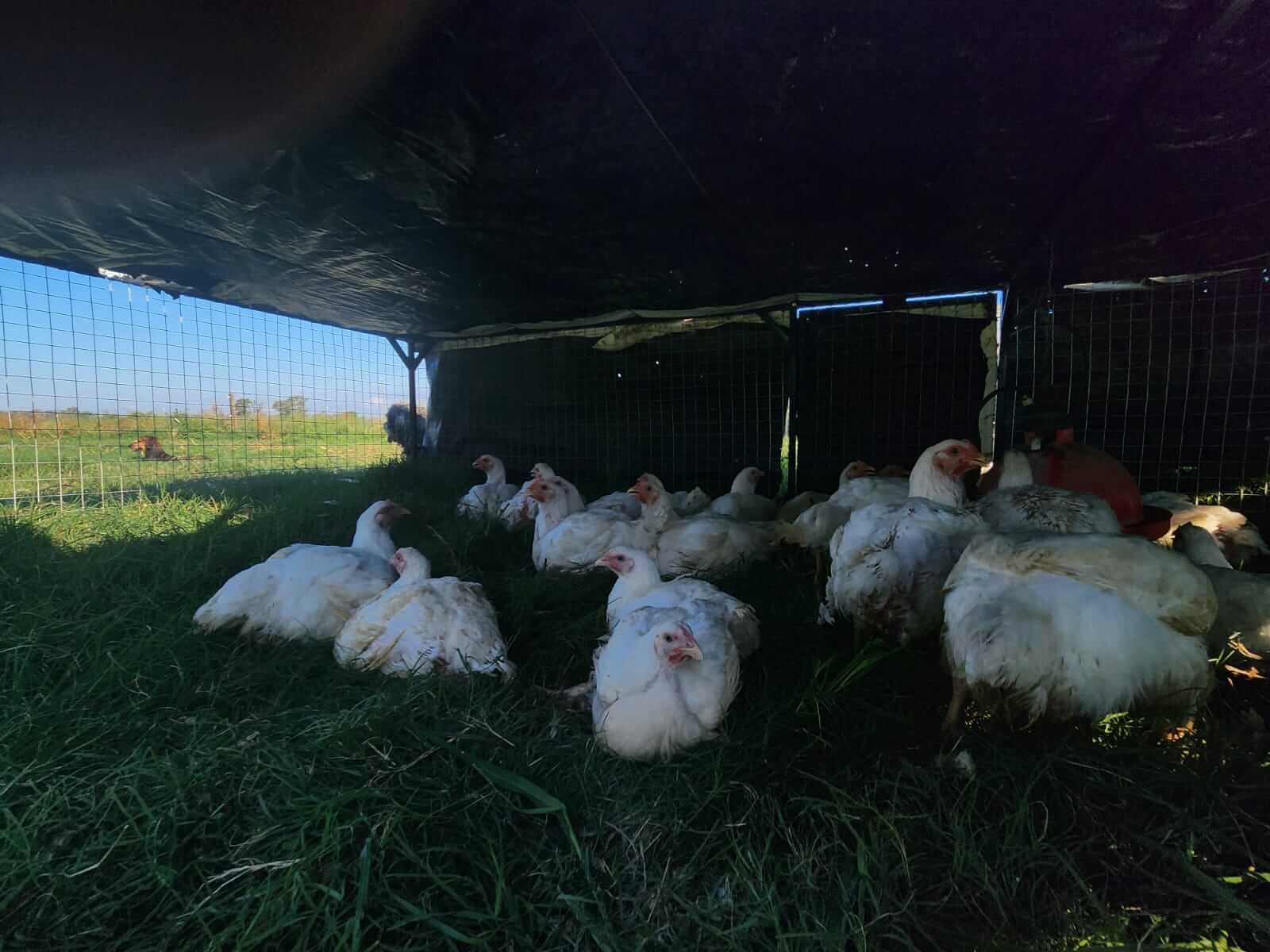 Pollos01