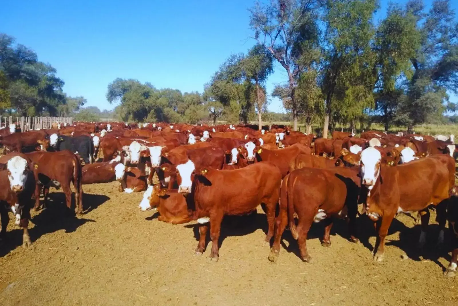 Prenez cria bovina 3.jpg