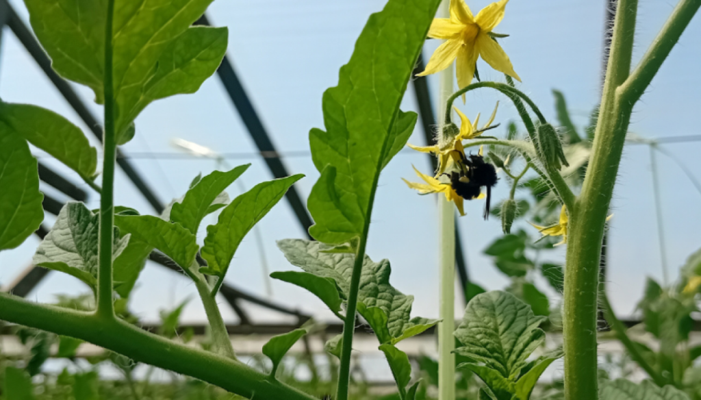 Huertas biodiversas: el abejorro nativo, un polinizador que eleva el rinde y la calidad del tomate
