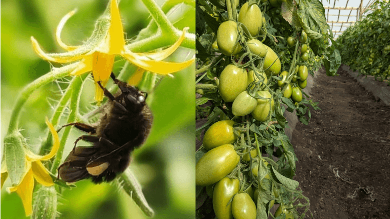 abejorros y tomate fauba