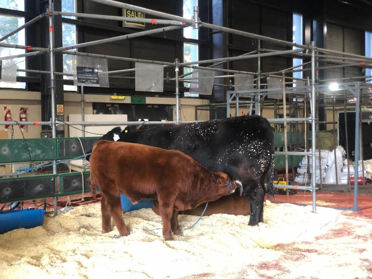 angus rojo y negro