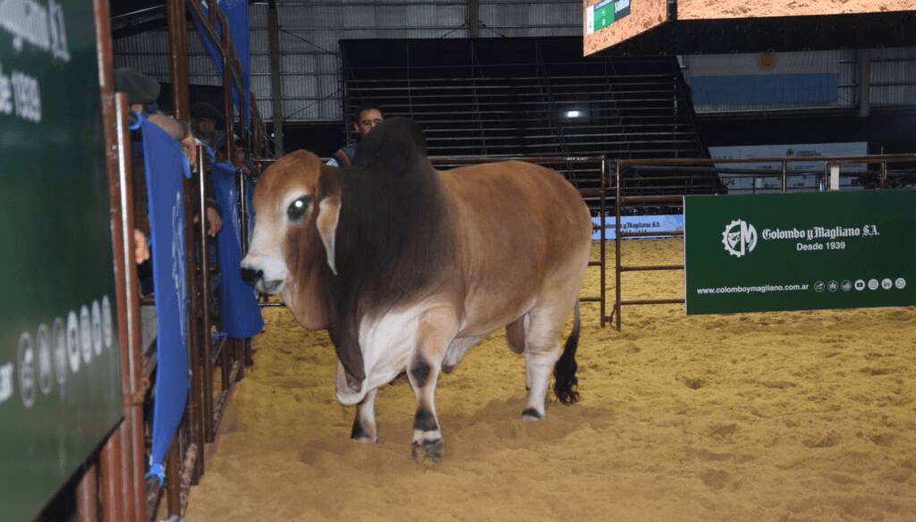 El boom ganadero está firme en la genética: pagan $ 40 millones por el 50% de un toro Brahman