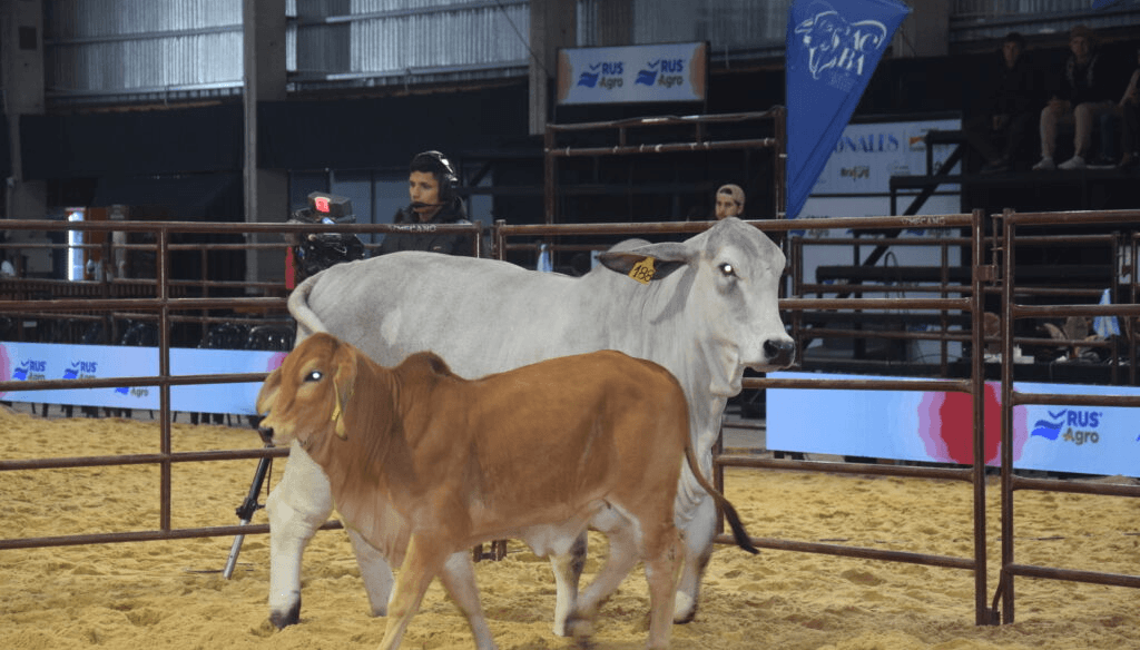 brahman nacionales