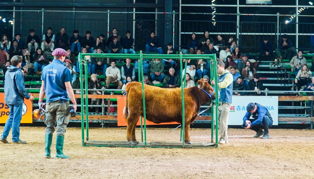 El desafiante recorrido de un gran campeón: las claves del camino para lograr un Angus de elite El desafiante recorrido de un gran campeón: las claves del camino para lograr un Angus de elite