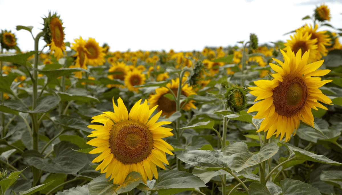 girasol sagyp