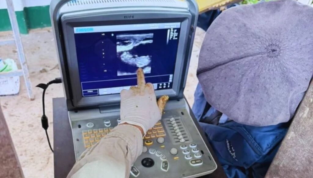 Cómo detectar la preñez en solo 19 días: un desarrollo del INTA promete revolucionar la eficiencia en la cría