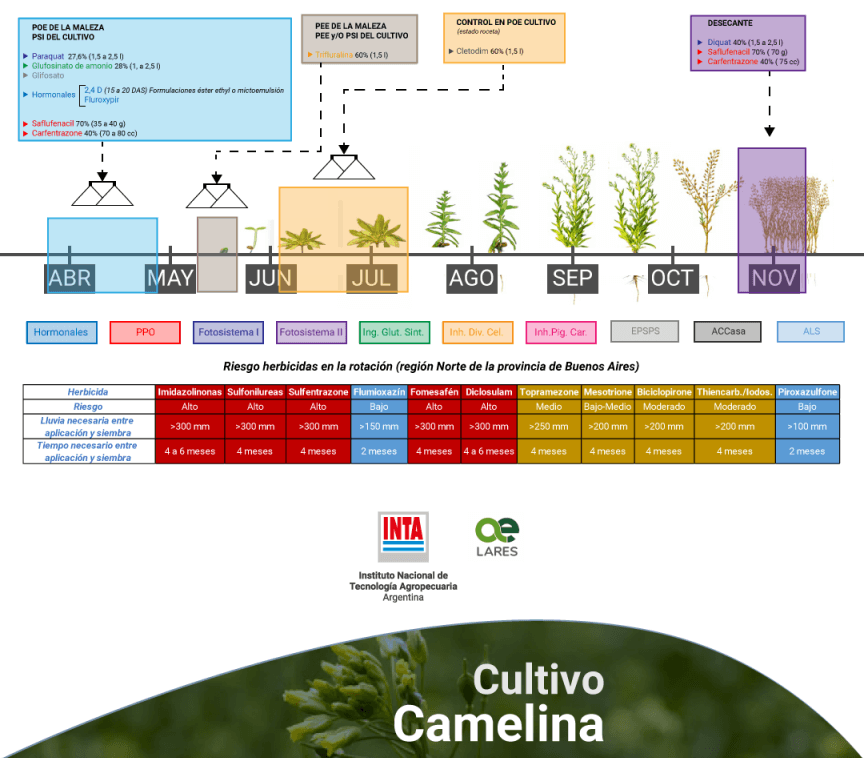 inta crbsasnorte eeapergamino guia tecnica malezas camelina