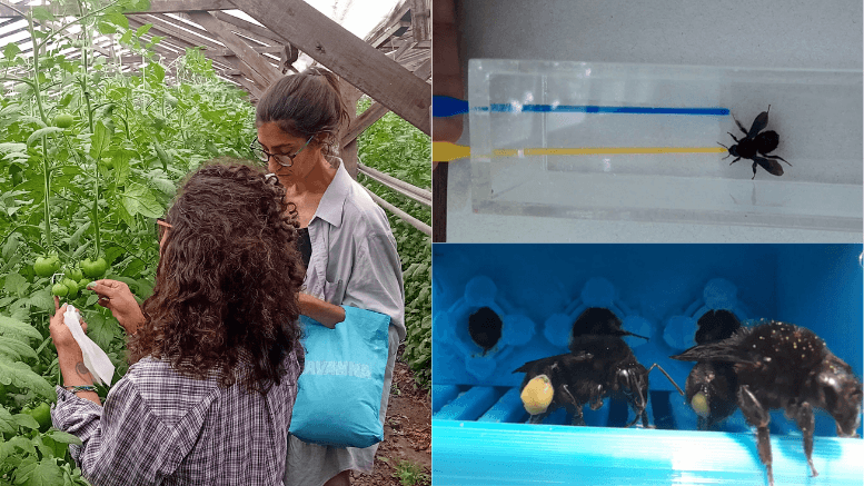investigacion fauba abejorros