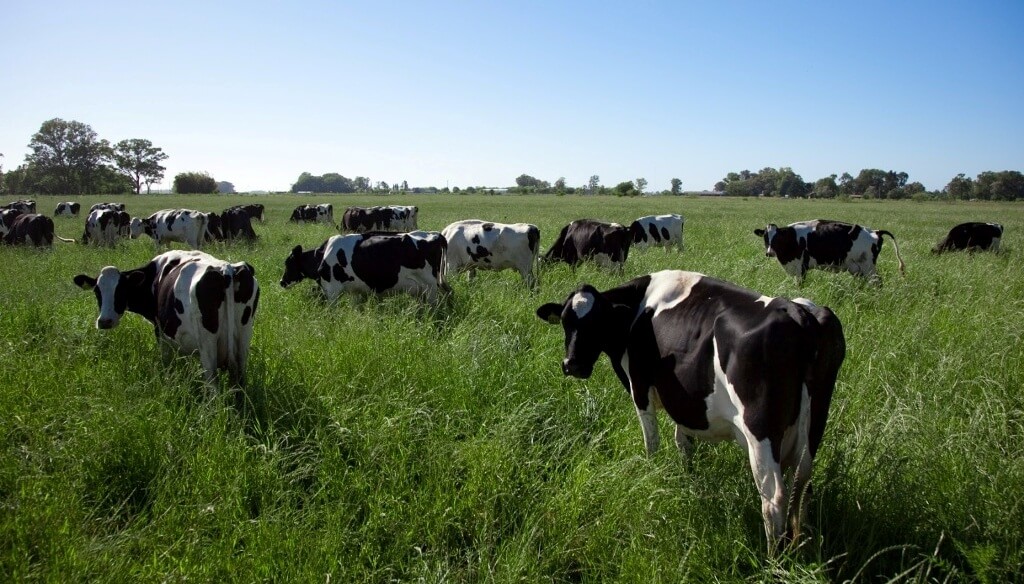 Créditos a valor producto: amplían la línea destinada a tambos