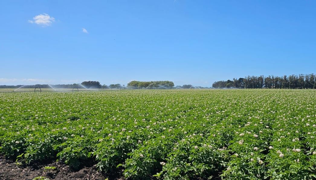 papas plantacion