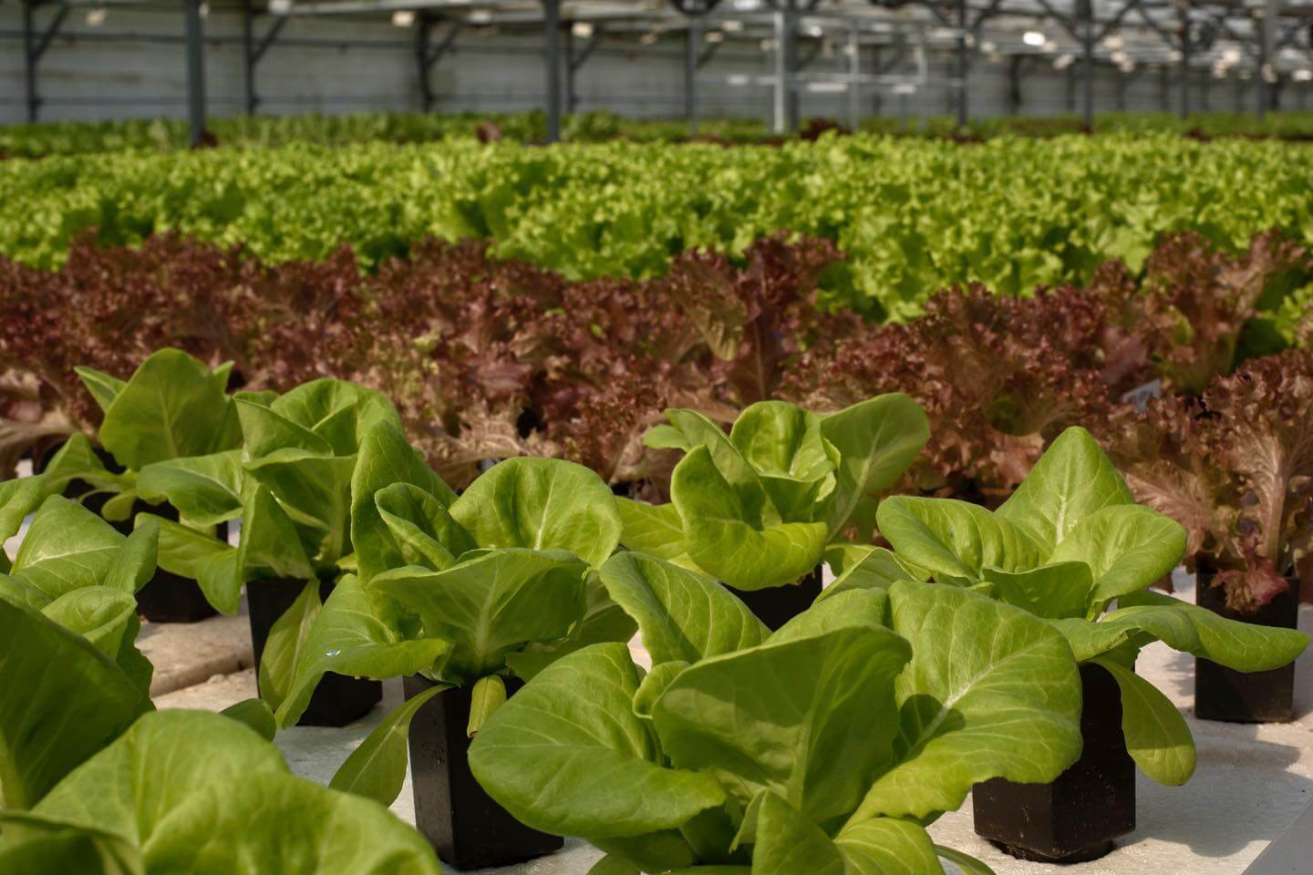 Corea del Sur y las mega granjas “sin tierra”: cómo funciona la agricultura inteligente que busca cambiar el agro 1 segunda