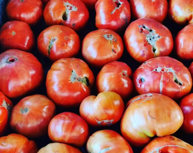 Tomates "Fórmula 1": Don Pacho, la huerta de dos generaciones que deslumbró a Franco Colapinto 1 tomate vasco