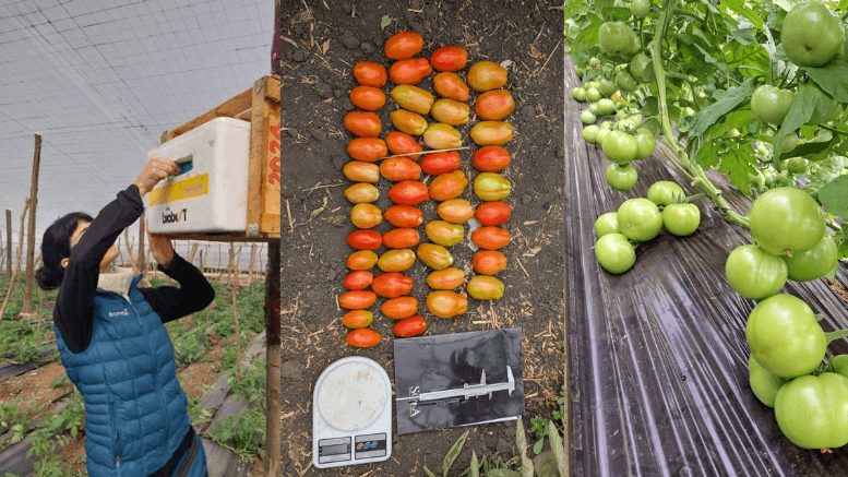 tomates y abejorros fauba