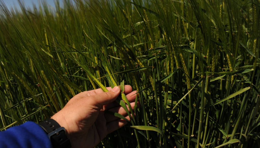trigo monitoreo agronomo bayer