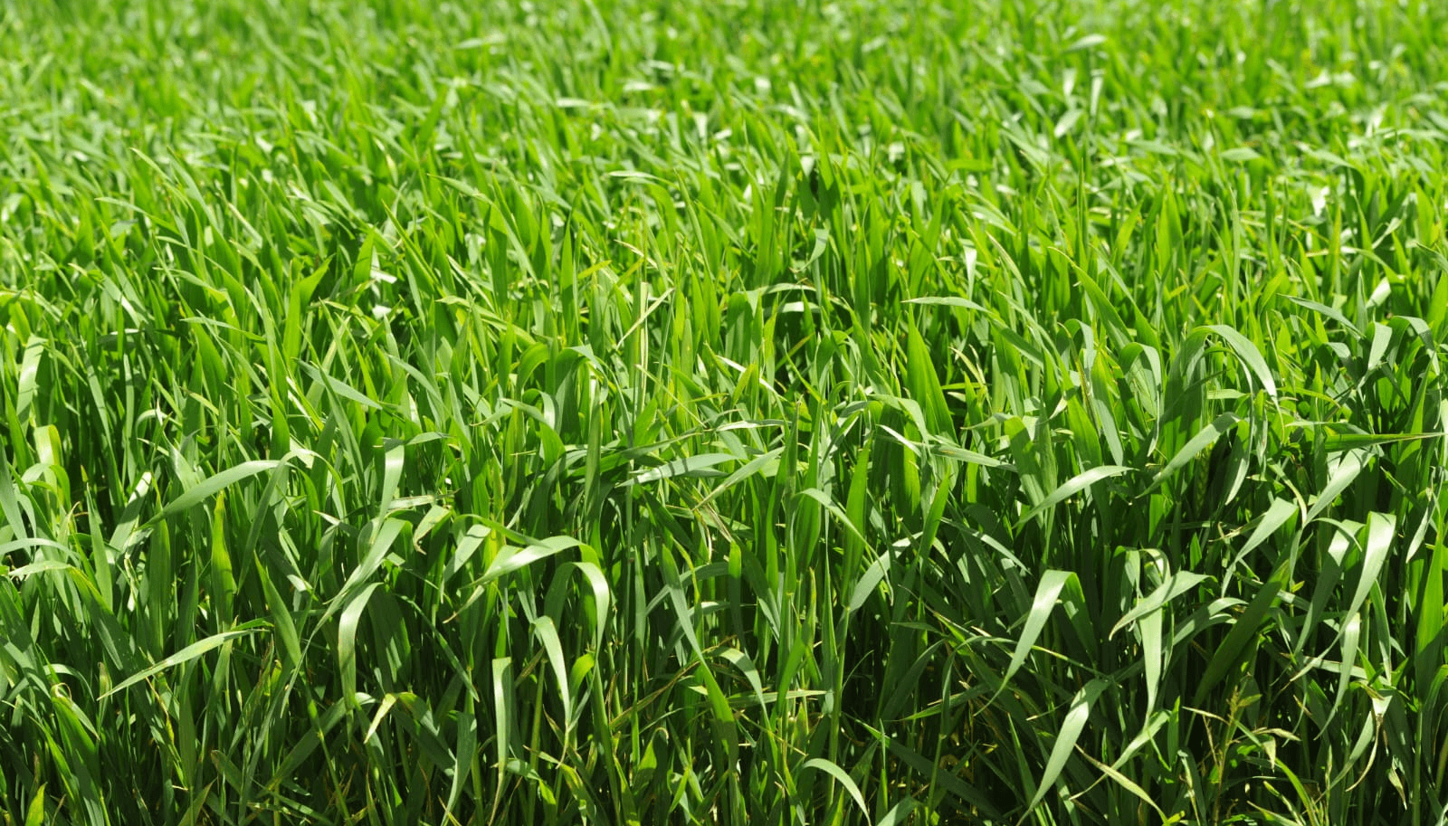 trigo verde bayer