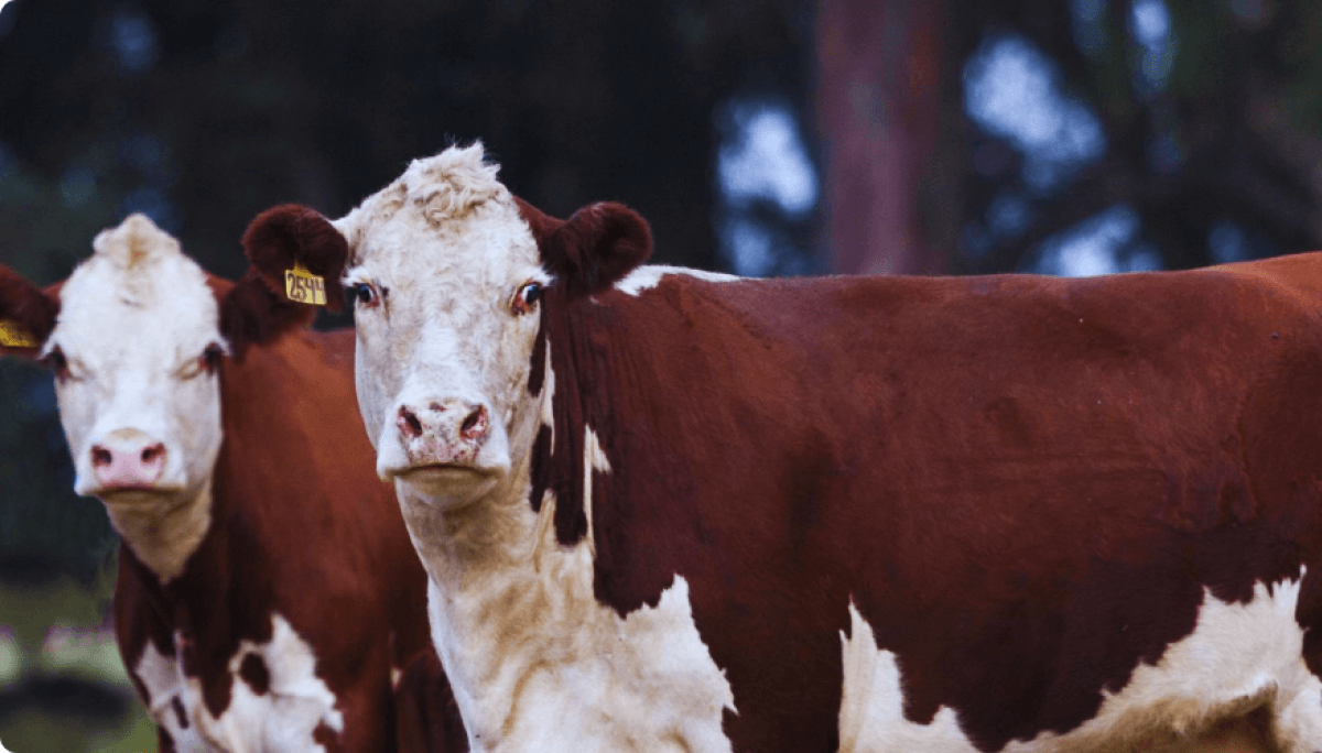 La carne certificada Hereford florece en los Caldenes, con trazabilidad desde el potrero hasta la mesa 2 Bovinos Hereford