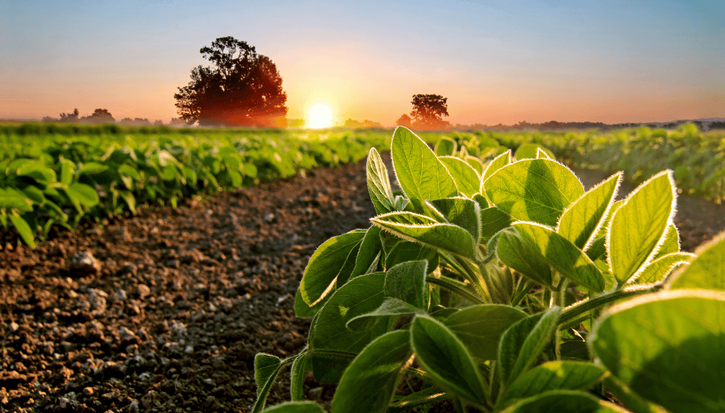 Argentina achicó la brecha de costos para producir granos, pero sigue con un obstáculo: las retenciones