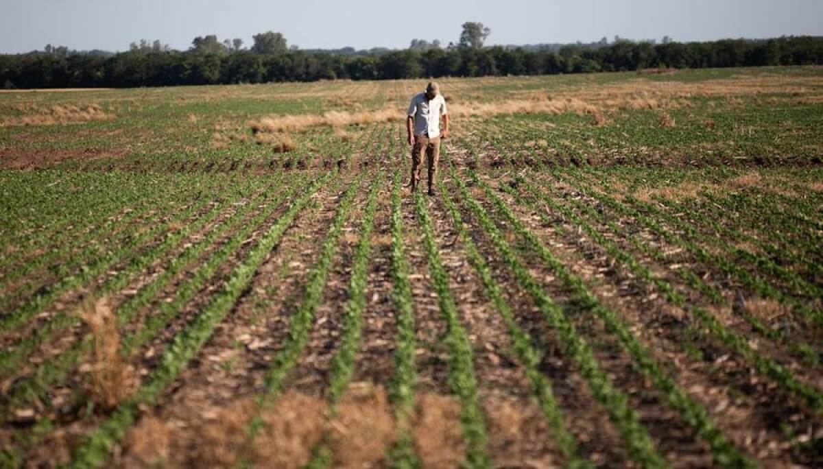 Web Farmer viewing untreated soybean crops with weeds
