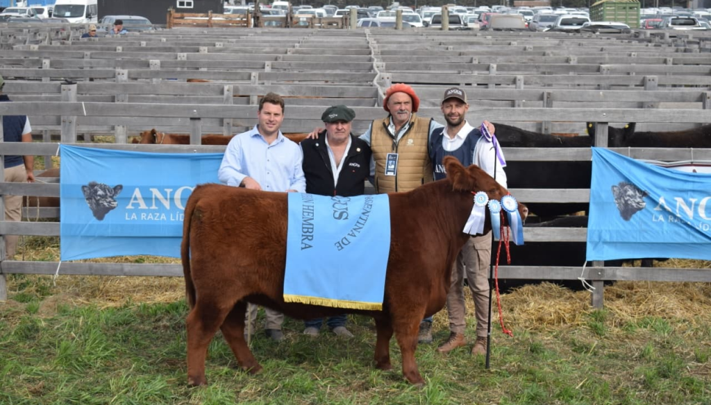 Cabañero en la semana, peluquero los “findes”: el joven que logró la mejor hembra Angus en Agroactiva