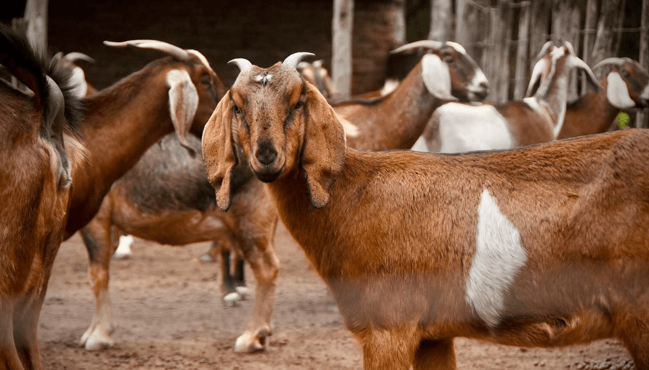 cabra chivo chaco