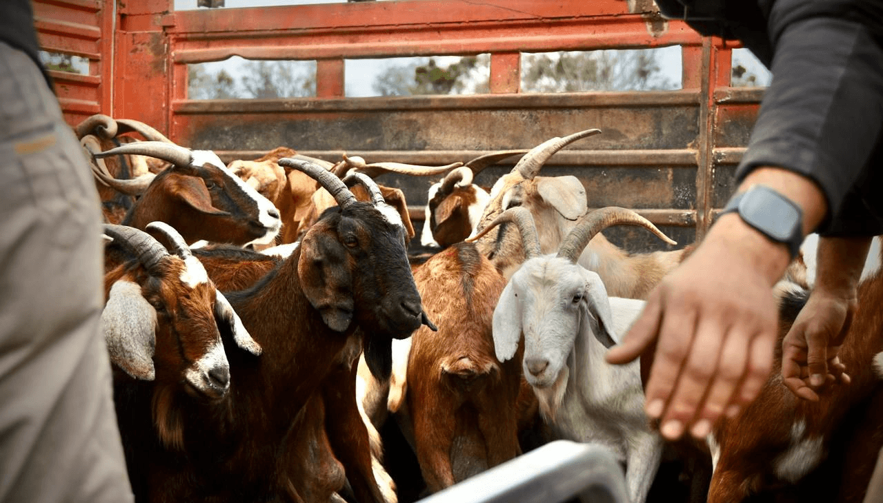 cabras chaco