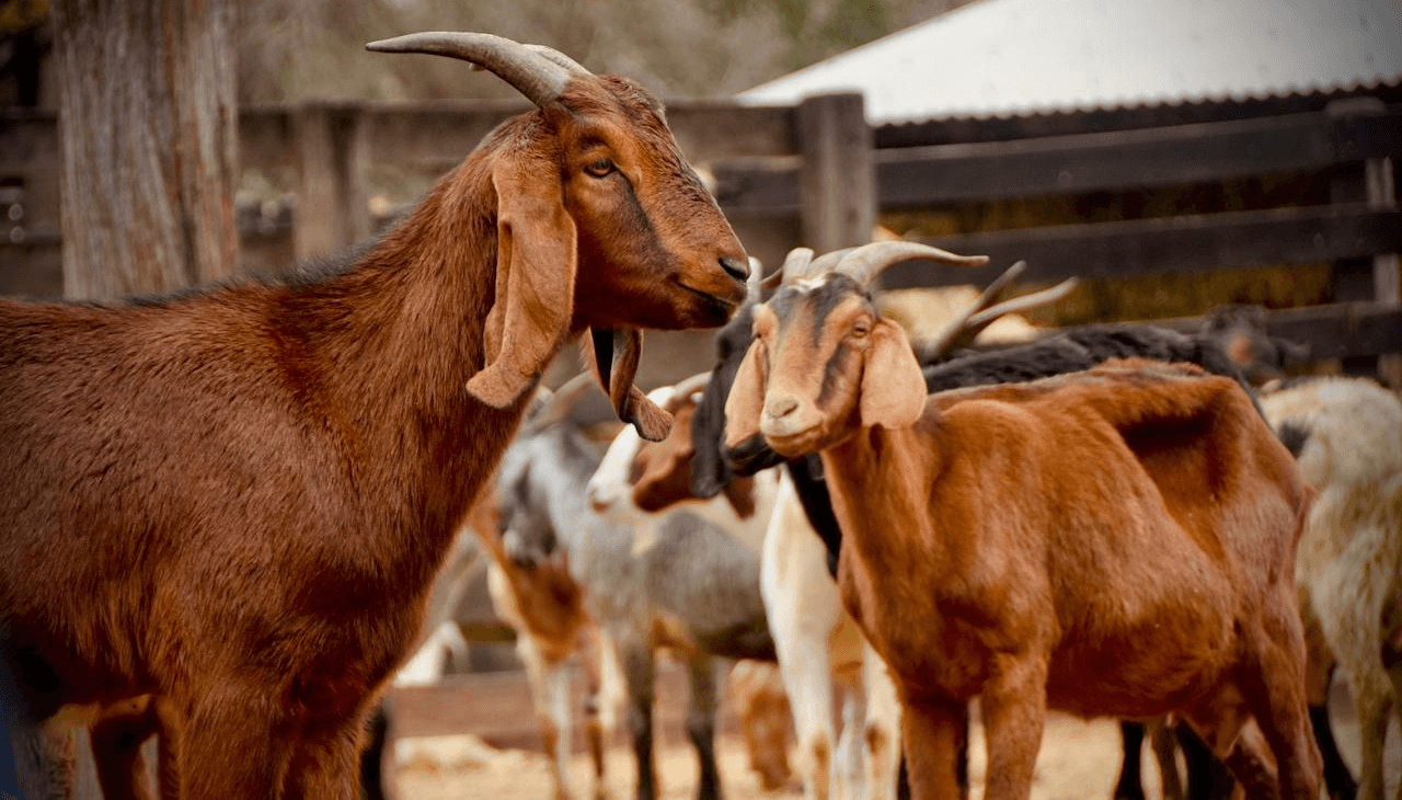 cabras chivos