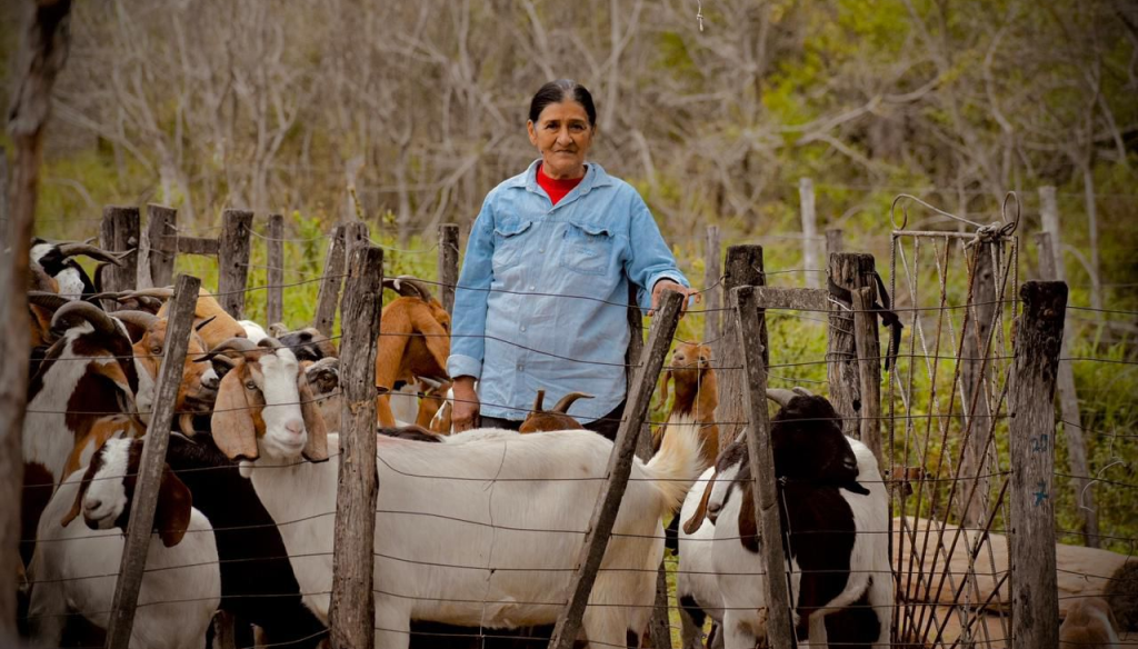 Hito exportador en Chaco: la carne de chivos y cabras de El Impenetrable comienza a viajar al exterior