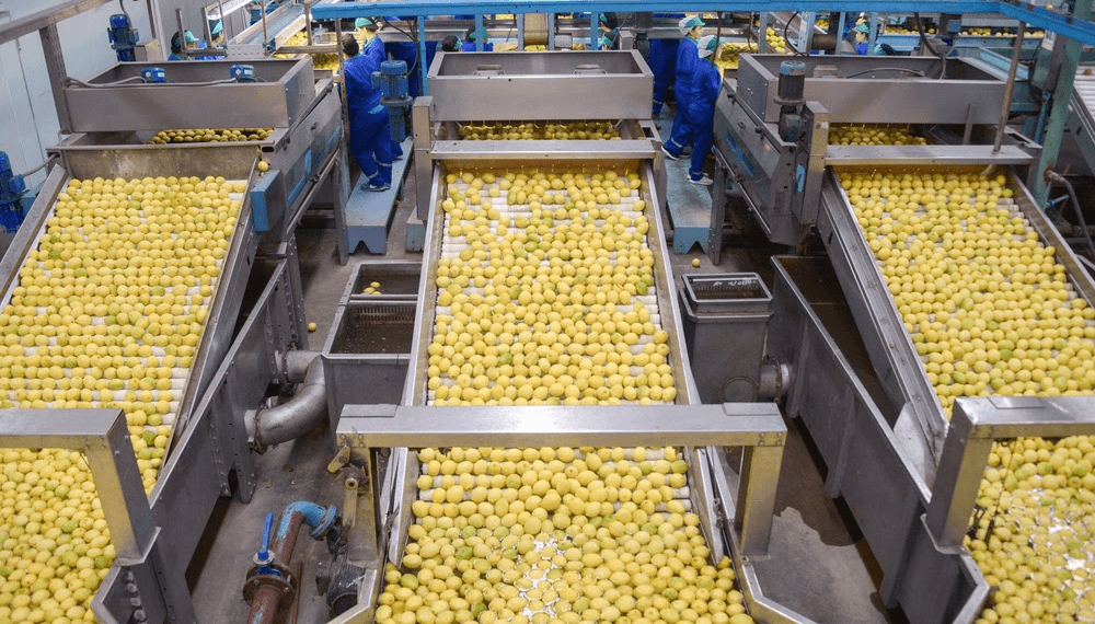 industria limones sagyp