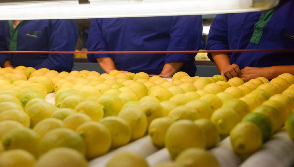 Los cítricos agrios están dulces: exportaciones de limón crecen 36% y marcan un récord