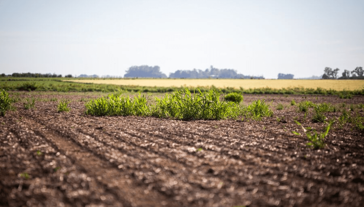malezas sorgo de alepo syngenta