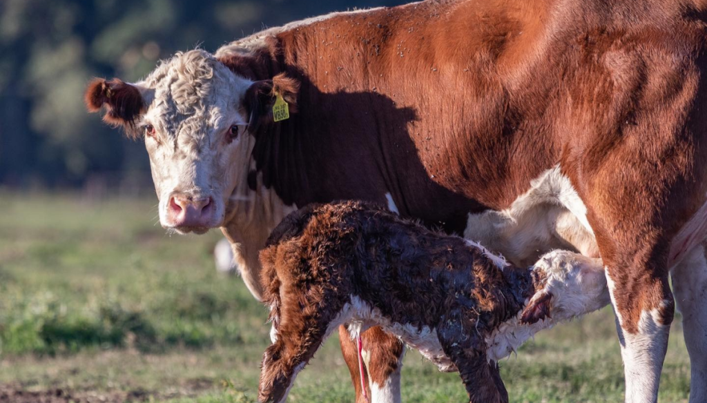 vaca y ternero hereford