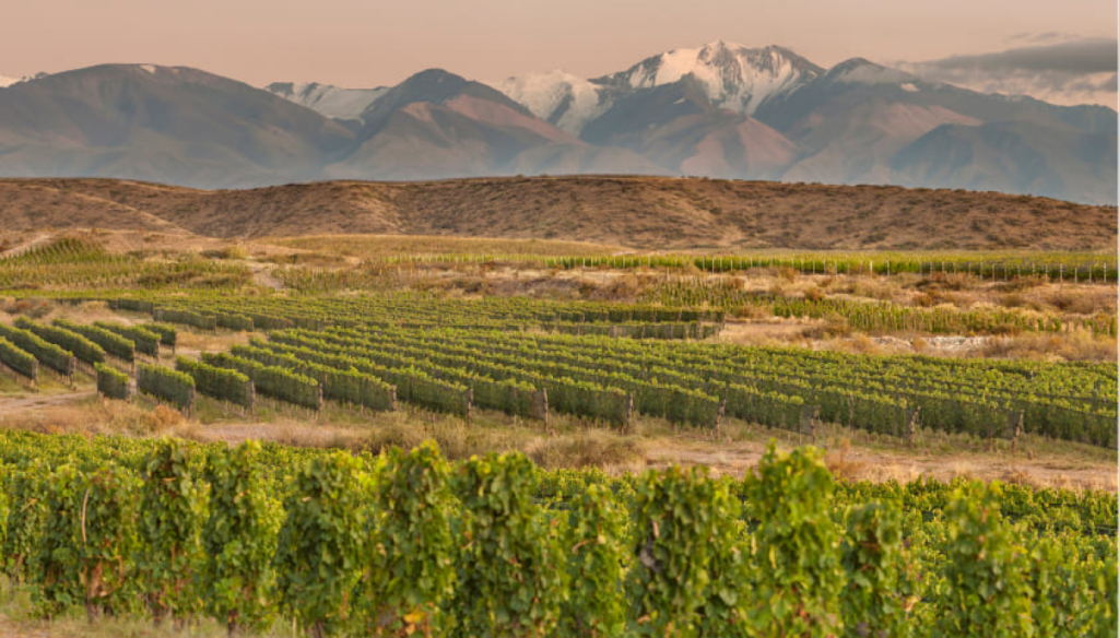 Zuccardi vs Zuccardi: la historia de la millonaria disputa bodeguera que enfrenta a dos hermanos