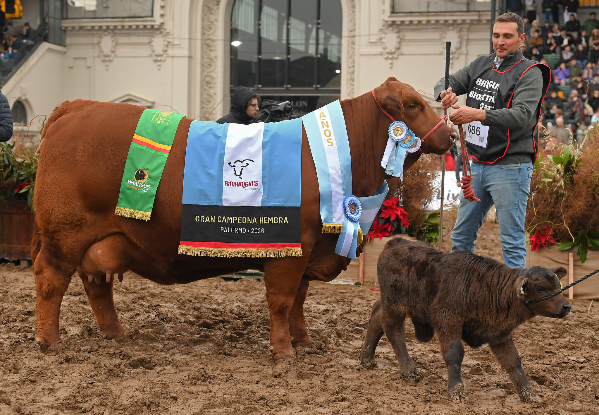 Ganó los grandes campeones tanto macho como hembra en Palermo y cuenta los secretos del éxito cabañero 1 55410197950 7873f36e85 k