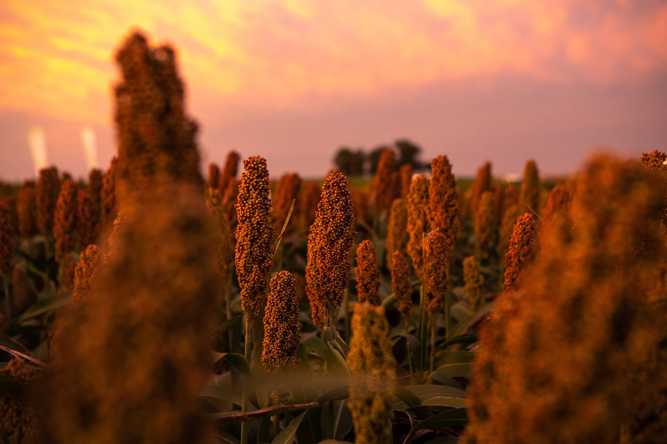 Sorgo Granifero con tecnologia scaled