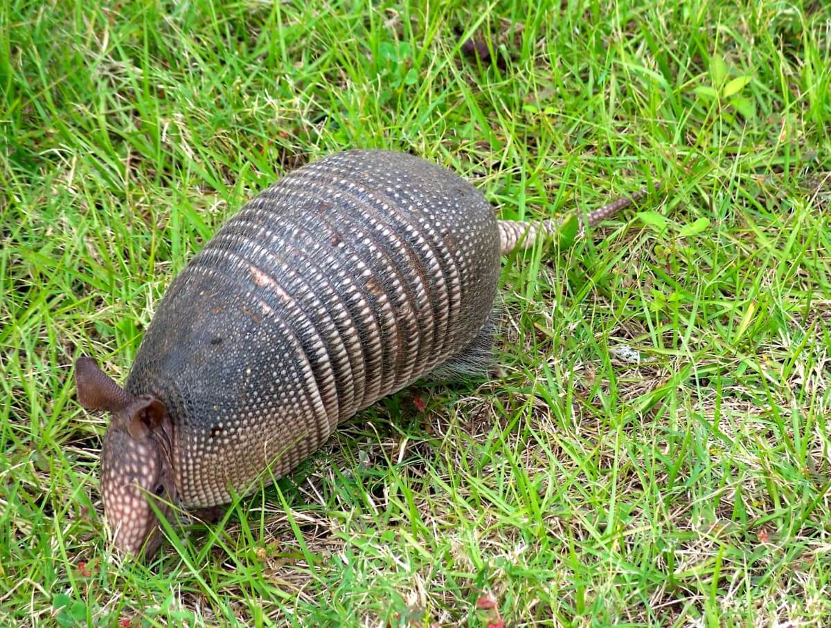 Armadillo