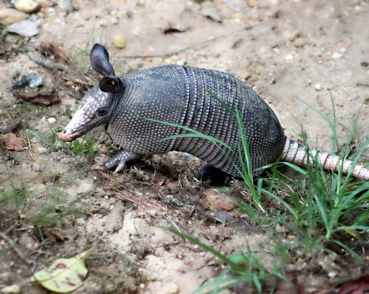 Armadillo