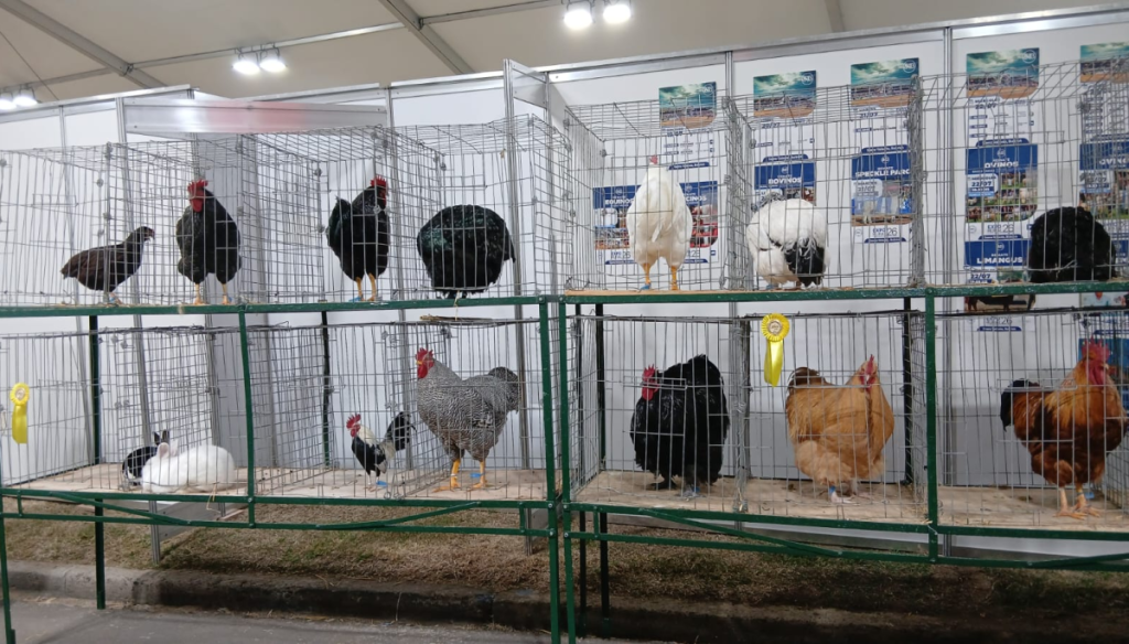 El campo tiene futuro: alumnos de una escuela agrotécnica fueron premiados por sus aves y conejos en Palermo