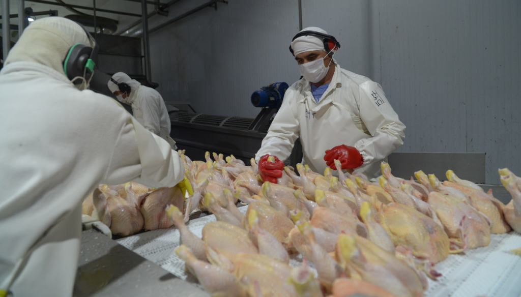La avicultura celebra la reapertura del mercado europeo: podrá aprovechar el acuerdo de libre comercio