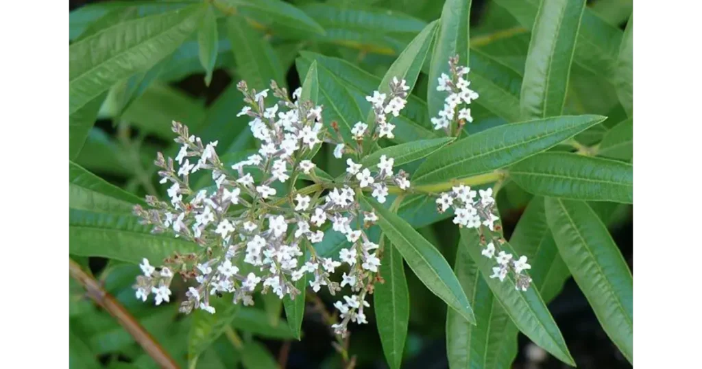 Cedrón: propiedades, para qué sirve el té y cómo cultivarlo