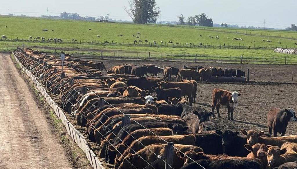feedlots